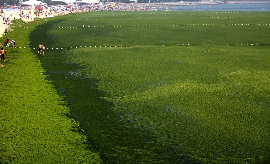 Фото 11: Море, где выращивают морскую капусту