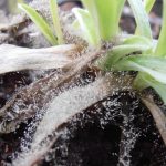 Фото 41: Развитие грибка при выращивании эдельвейса