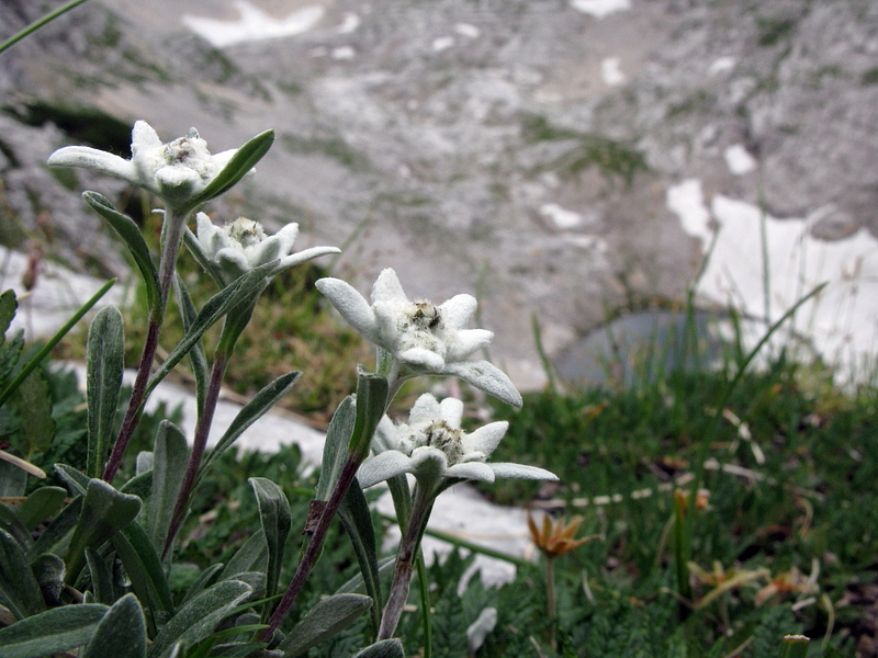Альпийский эдельвейс