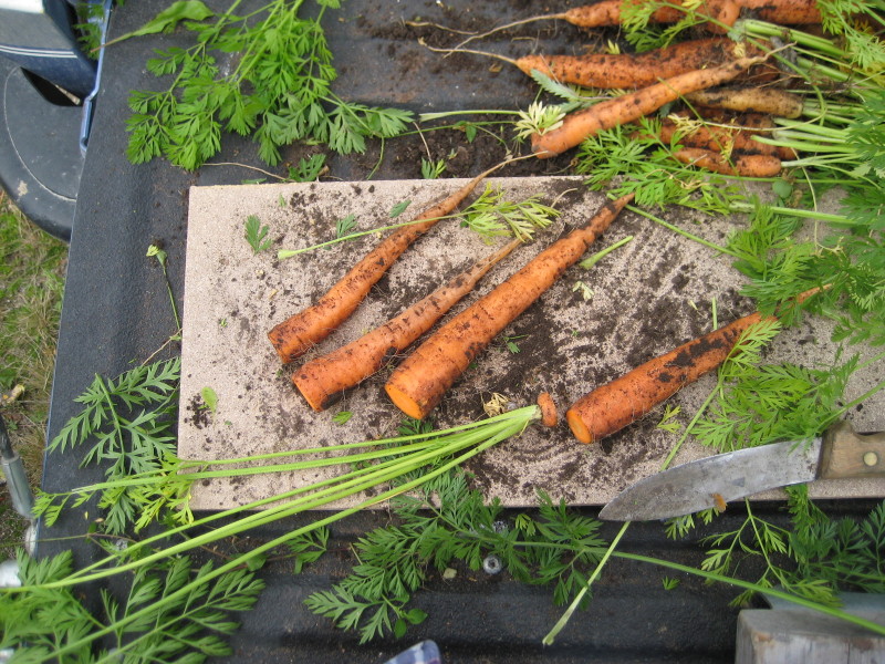 Фото 12: Подготовка моркови к хранению