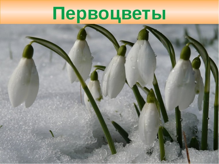 Фото 17: Первоцветы подснежники на фото