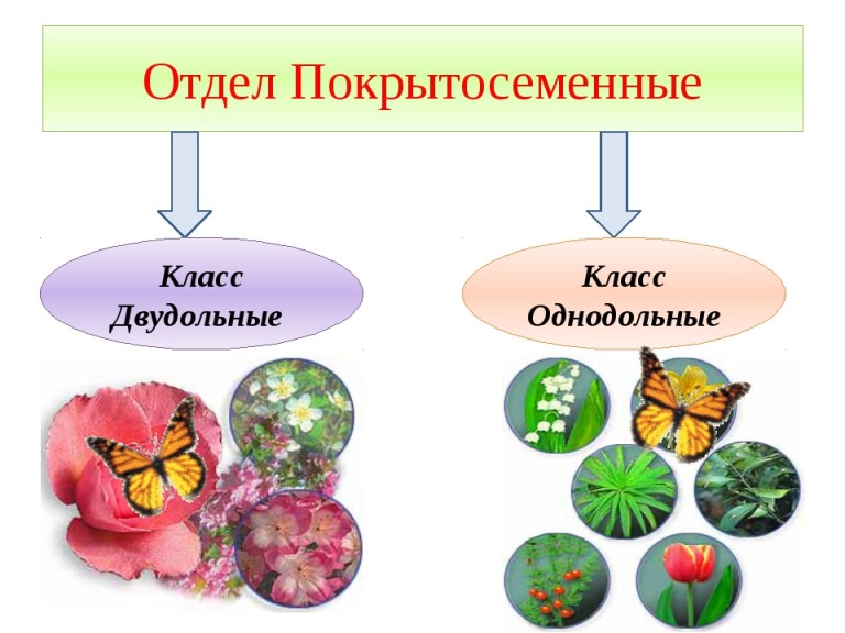 Как определить двудольные и однодольные растения по картинке