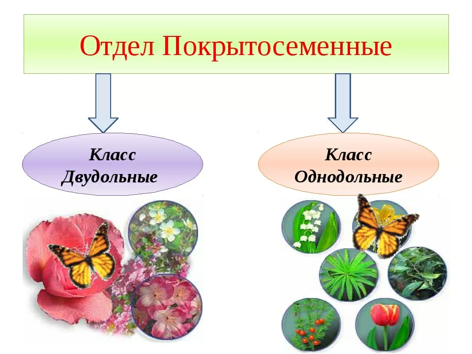 Статья: Сравнение однодольных и двудольных растений