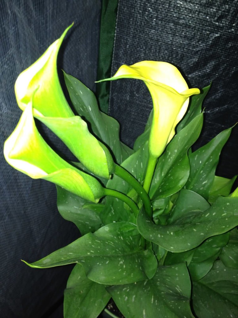 Калла цветок в горшке фото как ухаживать