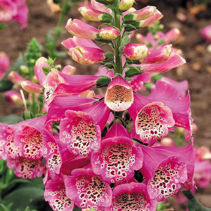Фото 30: Красивый цветок наперстянка