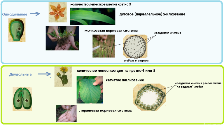 Как определить двудольные и однодольные растения по картинке