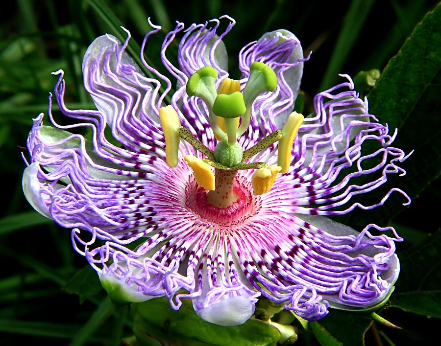 Удивительный цветок пассифлора