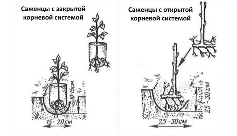 Схема подкормок малины по фазам вегетации