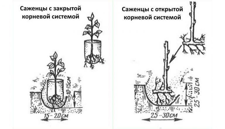 Двойная обрезка малины по соболеву схема сроки