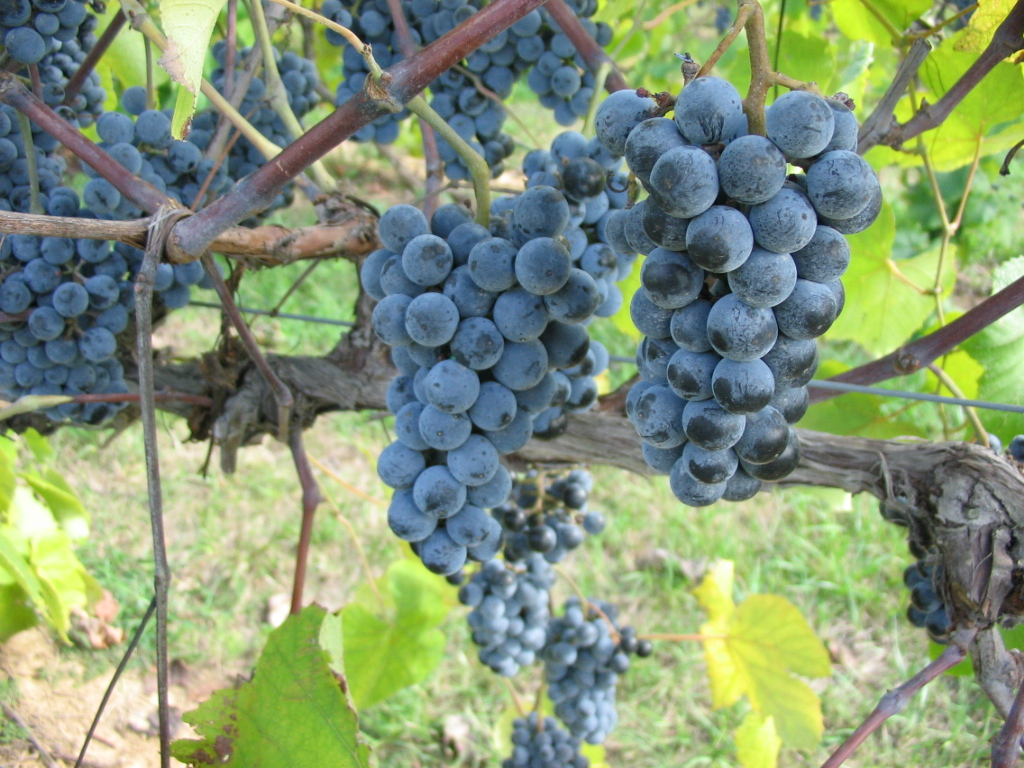 Фото 22: Среднеспелый сорт винограда