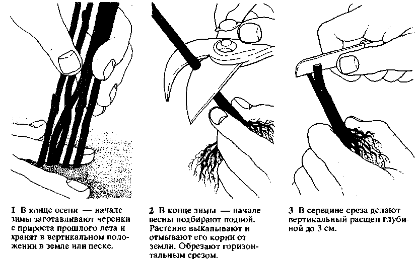 Схема размножения глицинии черенками