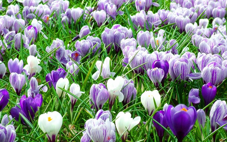 Фото 28: spring-flowers-15_smiling-da-vinci_nc