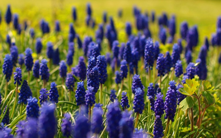Фото 29: spring-flowers-16_pepemczolz_sa