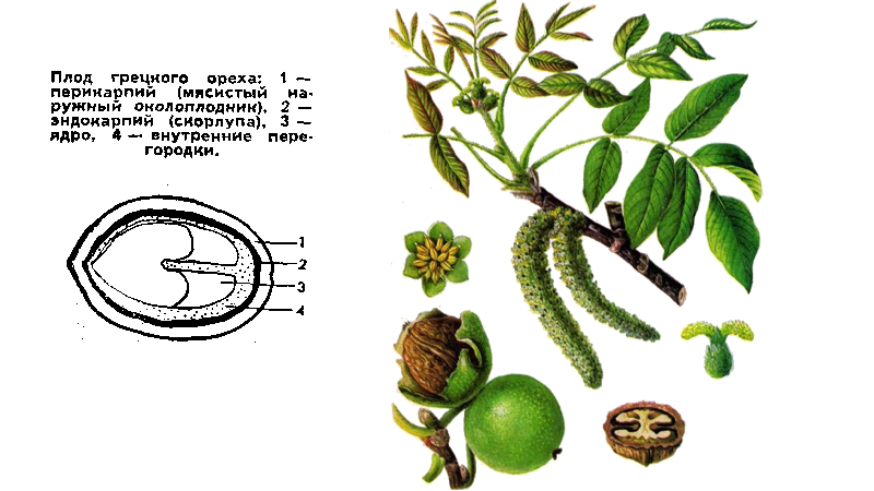 Схема грецкого ореха