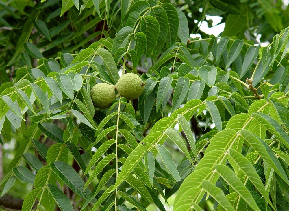 Где растет грецкий орех дерево фото