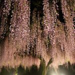 Фото 144: Розовая японская вистерия