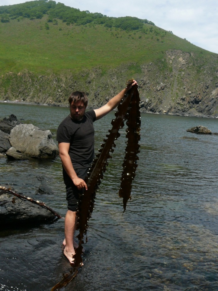 Фото 30: Мужчина держит в руке морскую капусту с моря