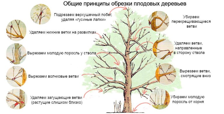 Обрезка яблони фото схема