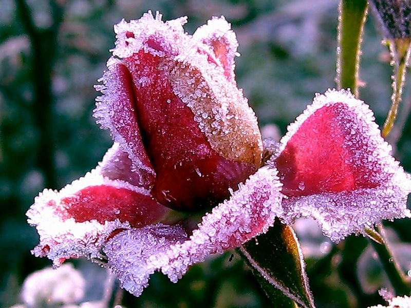 Роза в зимний период