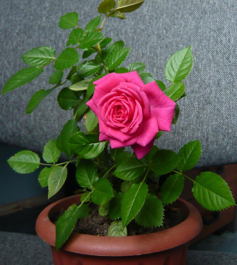 Фото 29: Очень красивая китайская роза в горшочке