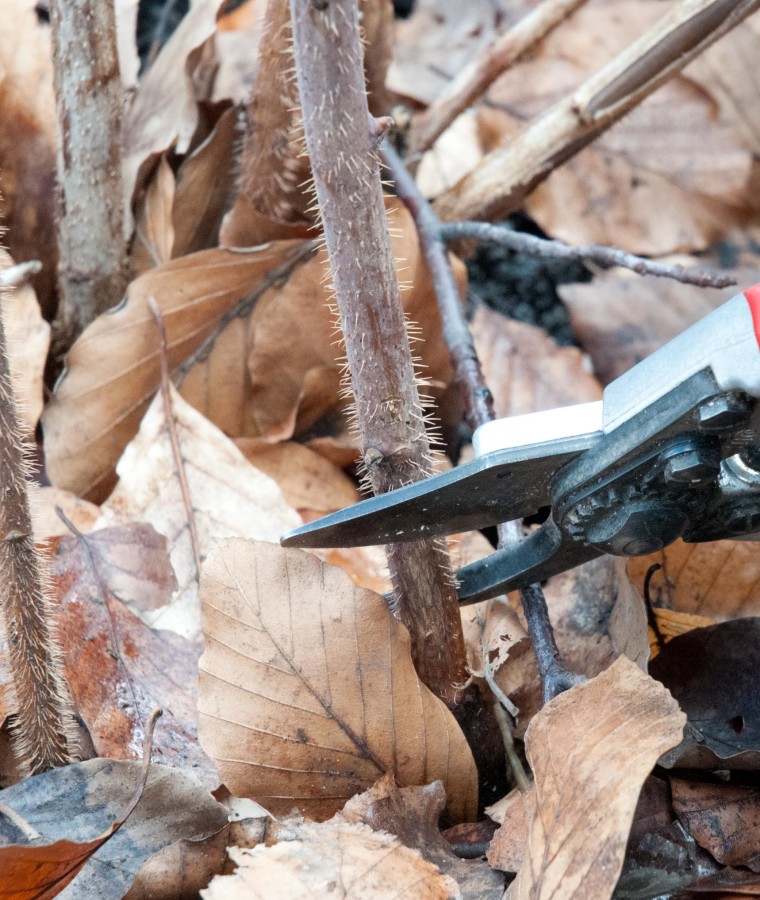 Фото 10: ремонтантная малина обрезка