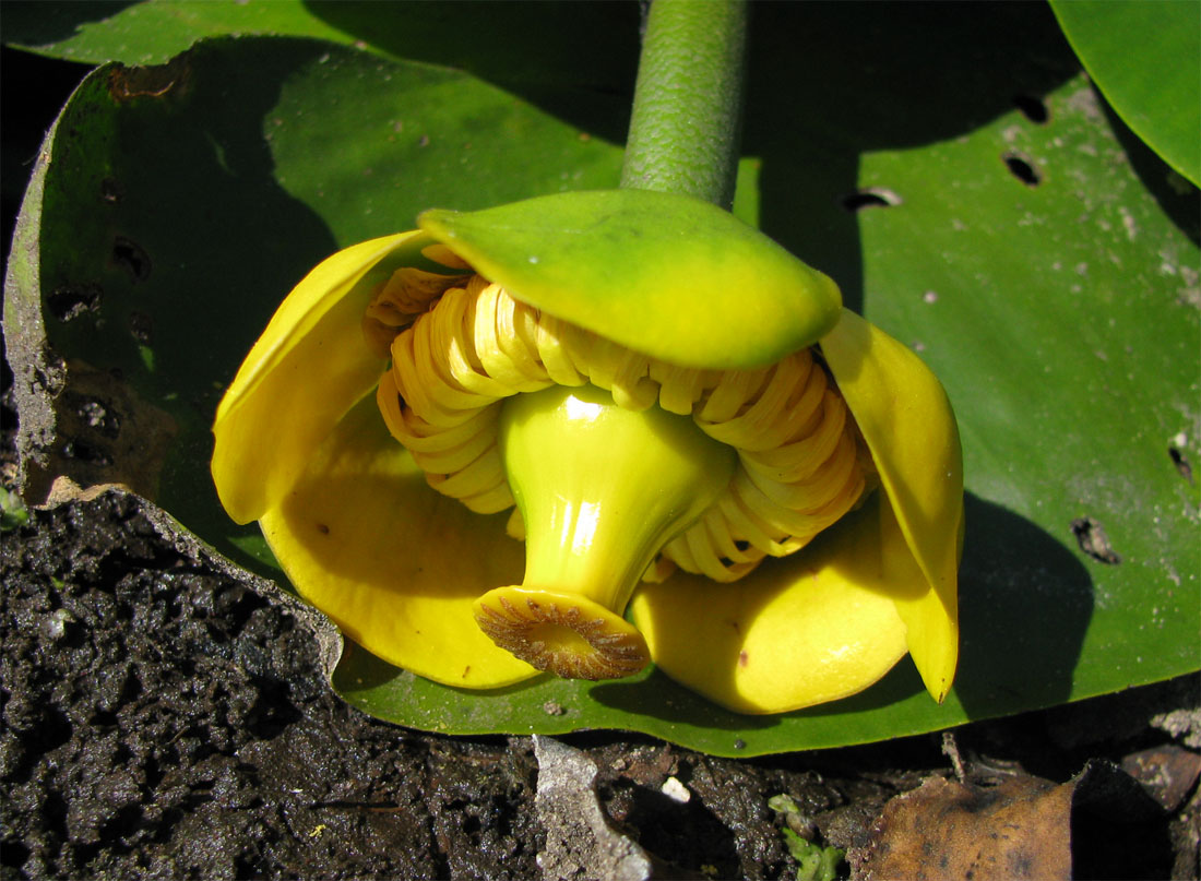 Желтая пасть. Кувшинка желтая кубышка. Nuphar lutea. Кубышка цветок. Кубышка малая.