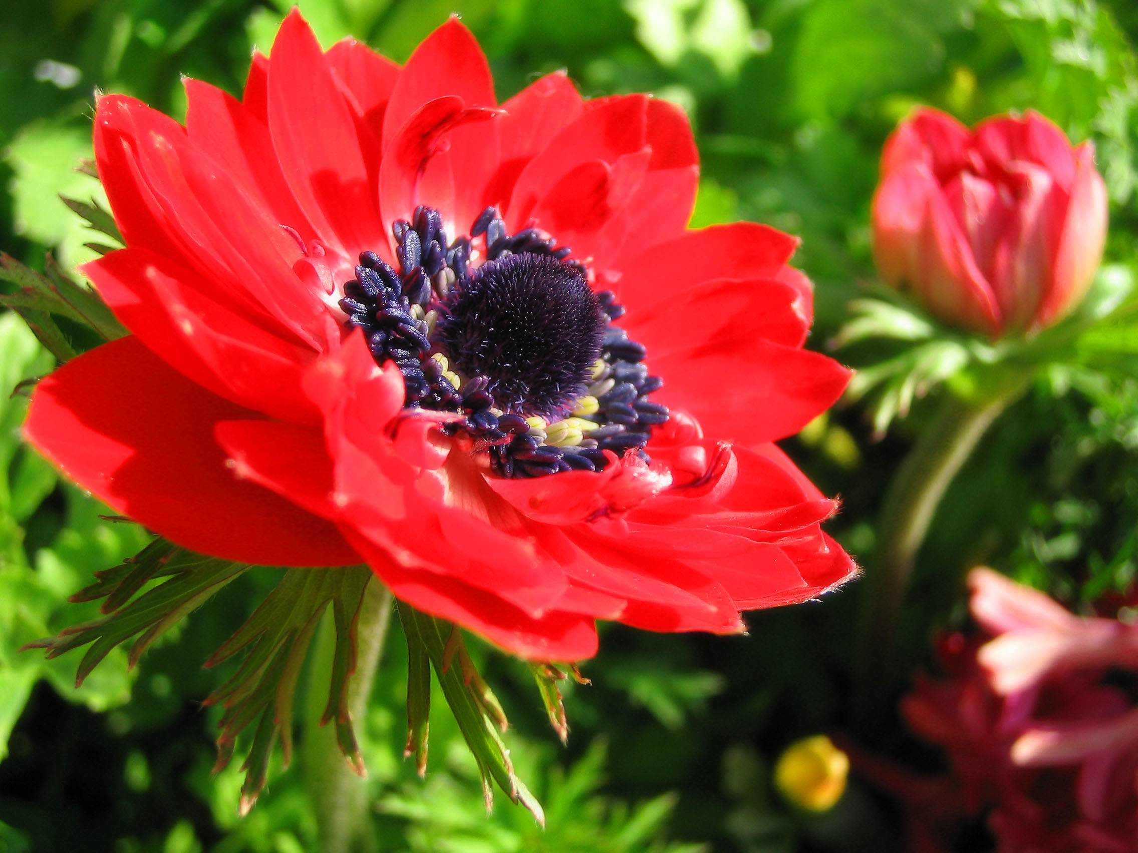 Анемоны фото цветов. Анемона. Анемона цветок. Ветреница красная. Anemone bucharica.