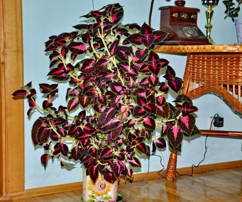 Комнатные Растения Колеус Фото