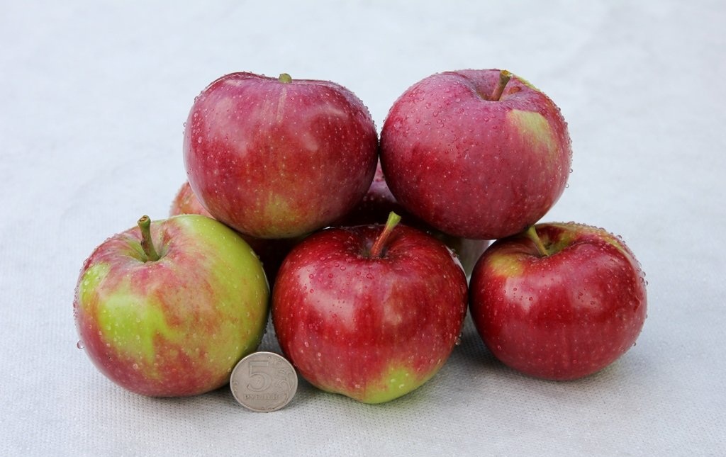Как отличить сорта. Сорт яблок Томпсон. Яблоки сорта Хидден Роуз. Яблоки сорт макун. Сорт яблок нававита.