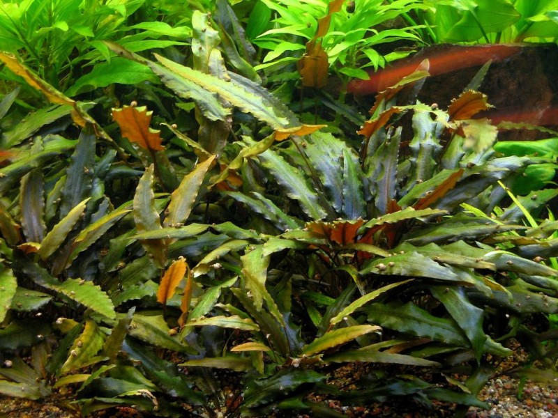 Тенелюбивые аквариумные растения
