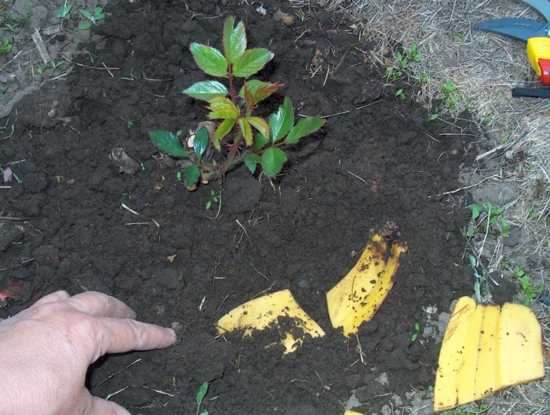 Фото 10: Удобрение банановыми корками