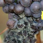 Фото 88: Чёрная гниль винограда