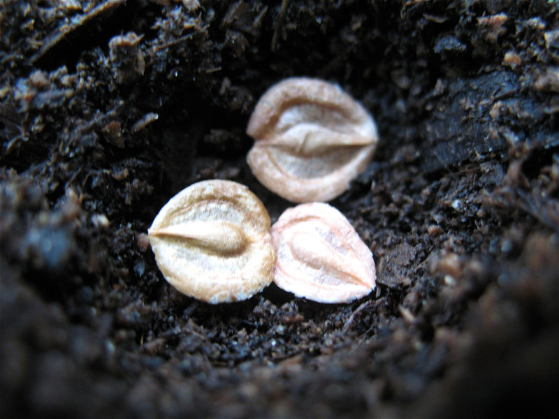 Семена маргариток