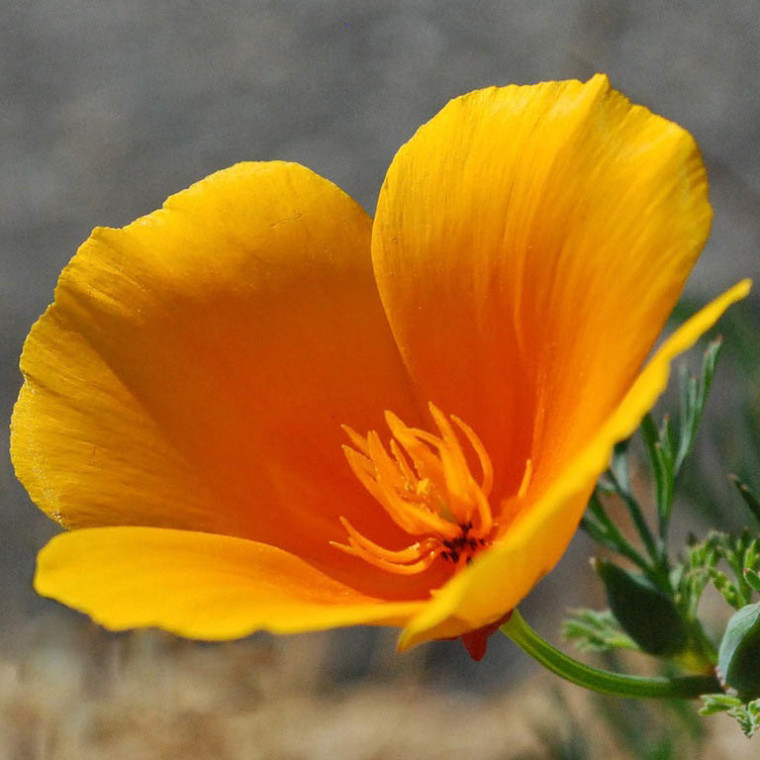 Фото 55: Цветок эшшольции на фото