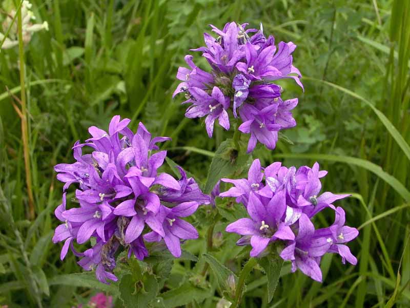 Фото 60: Фиолетовый цветок козлятника