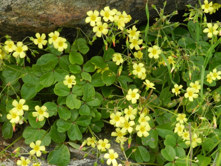 Фото 21: Oxalis megalorrhiza