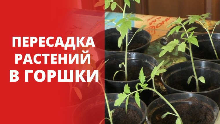 Фото 7: Пересадка растений в горшки