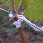Фото 79: Подвязка винограда