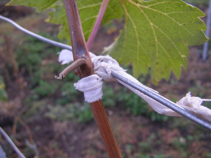 Фото 18: Подвязка винограда