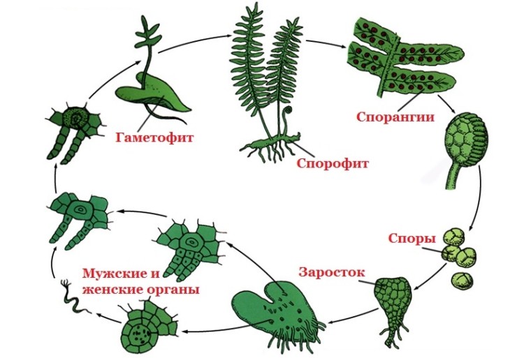 Плауны картинки биология