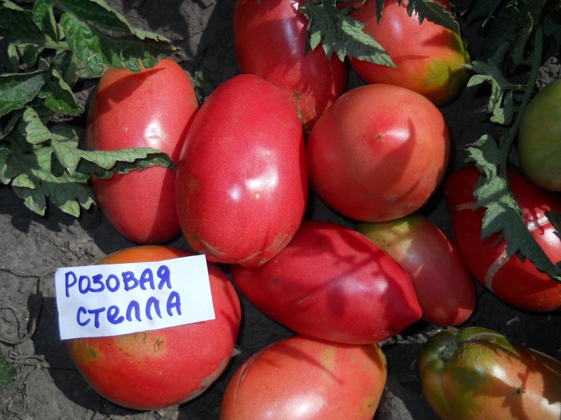 Фото 25: Сорт томата "Розовая Стелла"