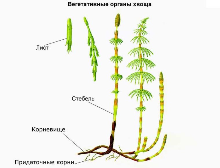 Споры плауна картинка