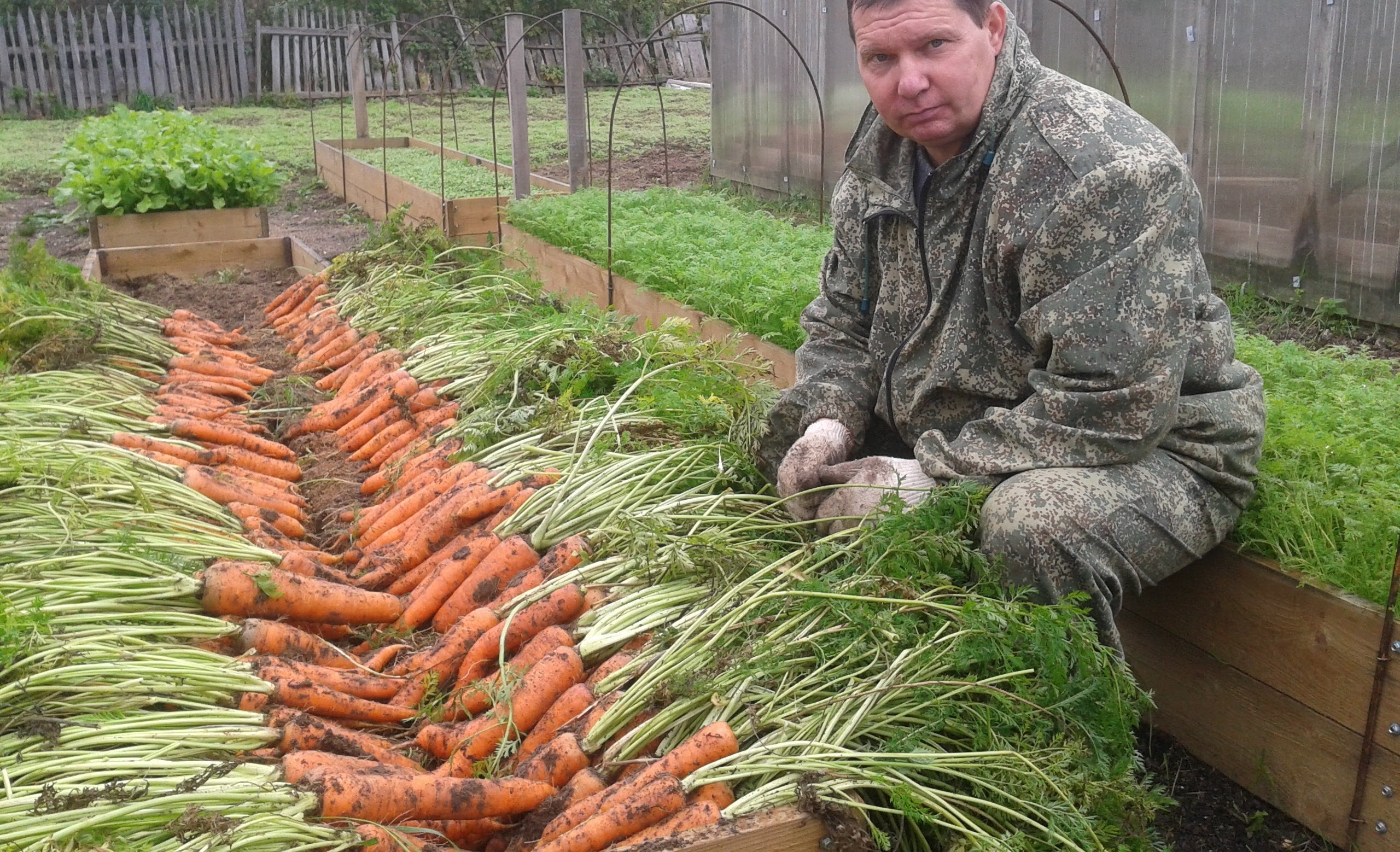Фото 20: Морковь выращенная на теплых грядках