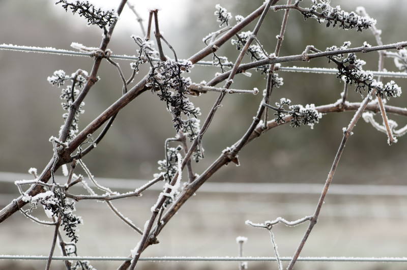 Кусты неукрывного винограда зимой