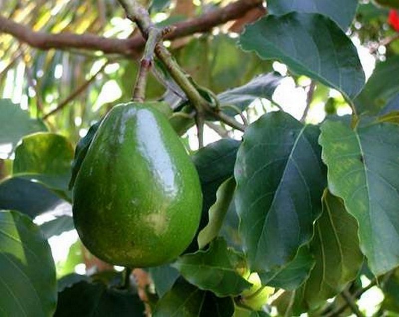 Выращивание авокадо из косточки