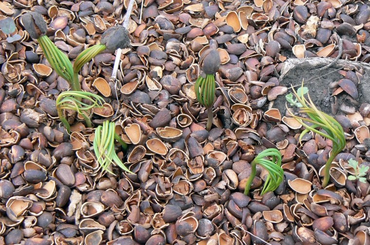 Как посадить кедр из орешка в домашних условиях пошагово с фото