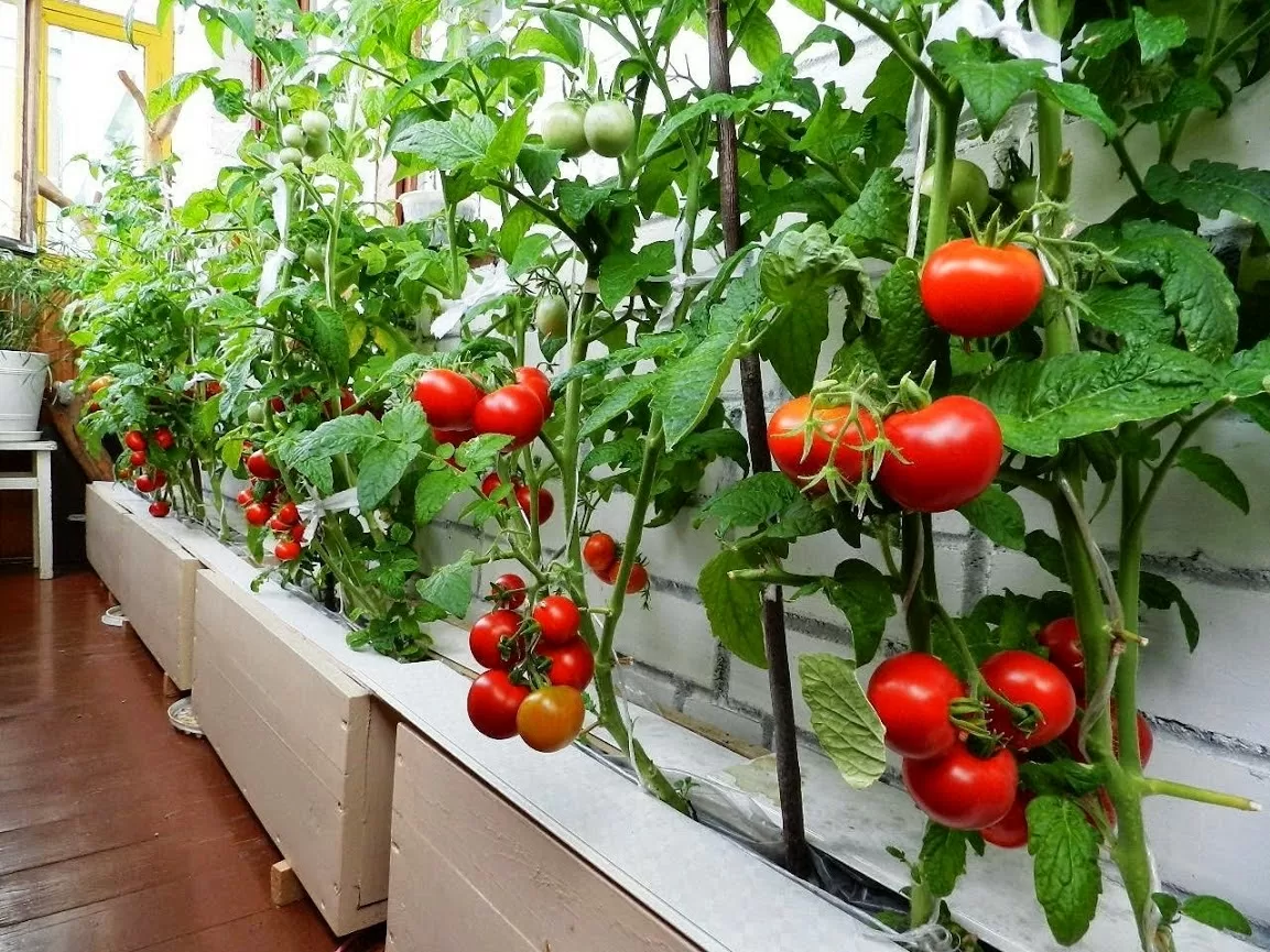 Огород на подоконнике: выращиваем огурцы, помидоры и различные сорта перца