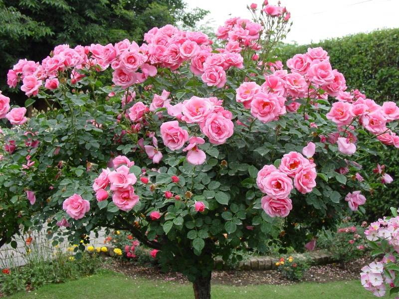 Плетистые розы в саду