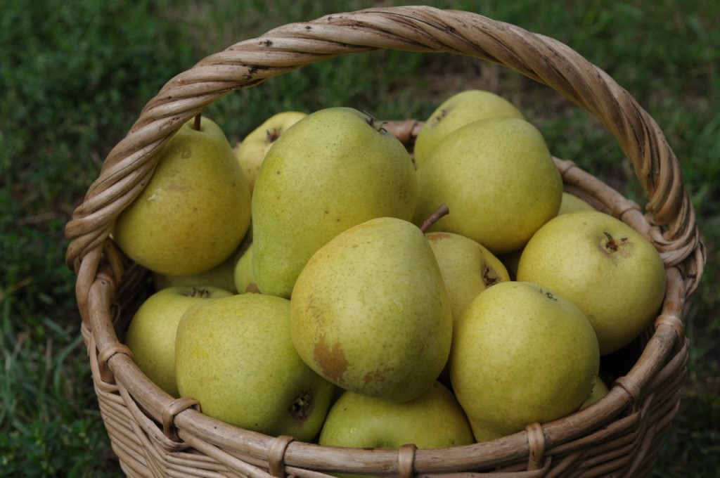 Плоды груши чижовской