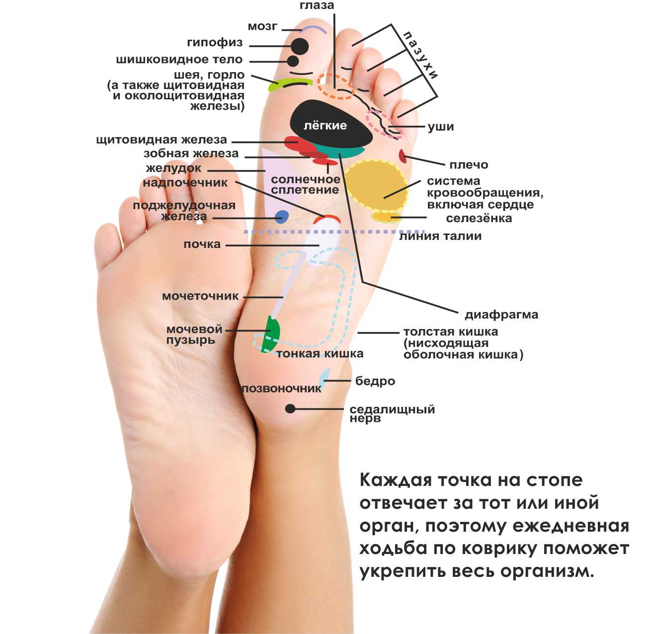 Схема точек ног